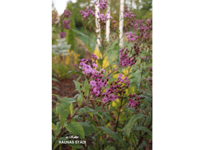 Vernonia noveboracensis